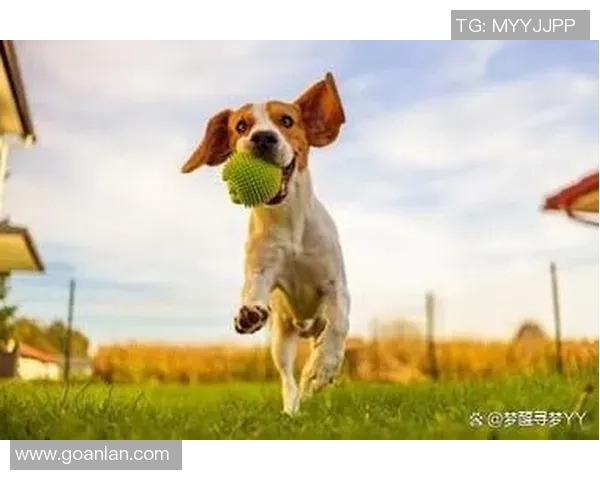 足球巨星背后的萌宠故事 揭秘球员与爱犬的亲密关系